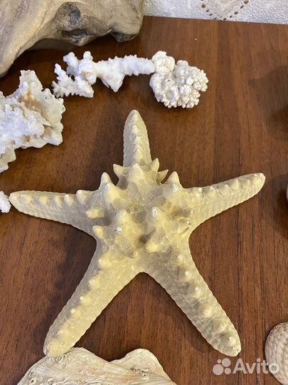 Морские ракушки и кораллы