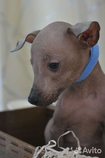 Маленькое чудо мексиканской голой мини