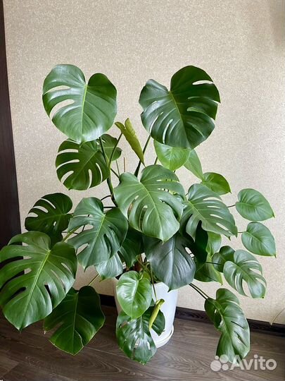 Монстера Роскошная Пышная + Кашпо