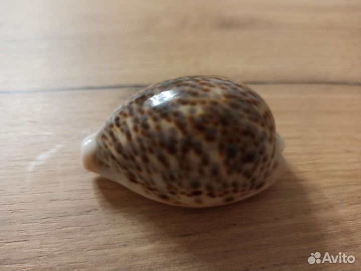 Морская раковина