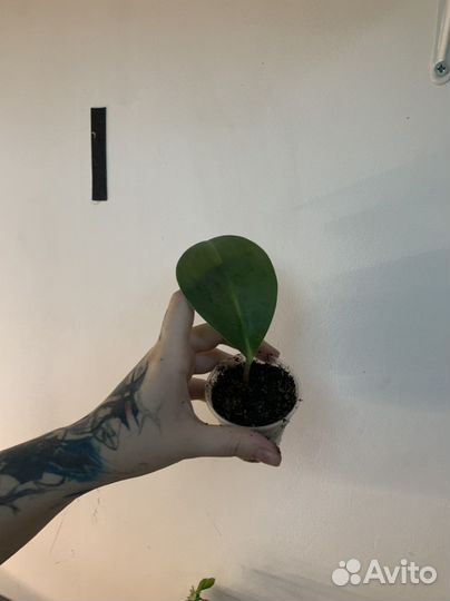 Пеперомия туполистная