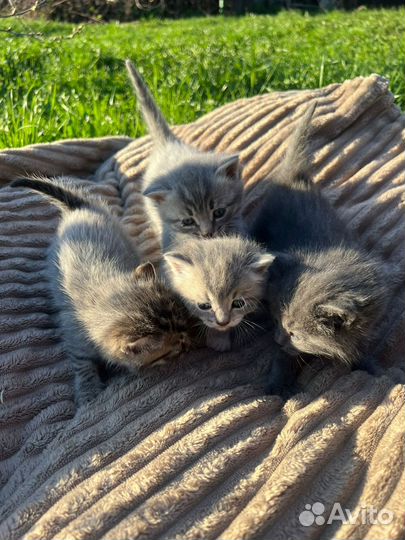 Котята в добрые руки бесплатно