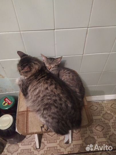 Камышовые котята