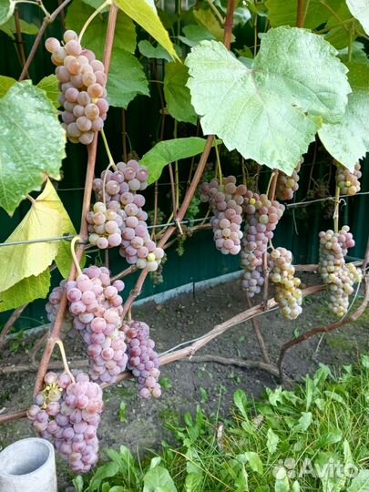 Виноград кусты