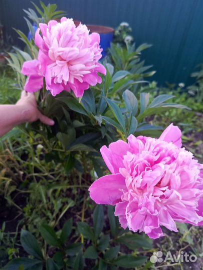 Пион розовый