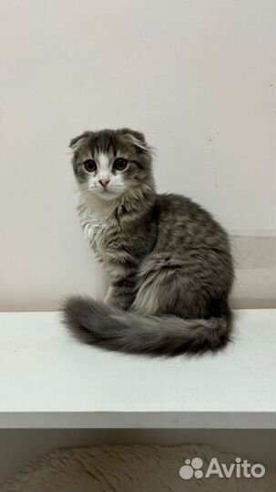 Котёнок ищет дом