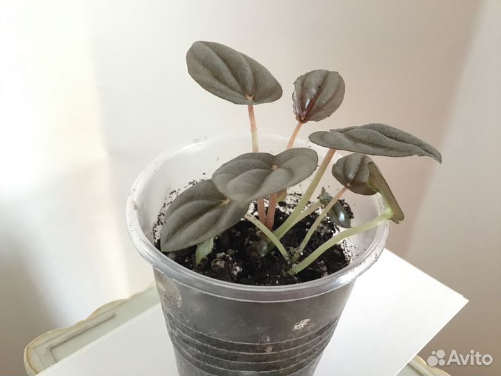 Пеперомии (несколько сортов)