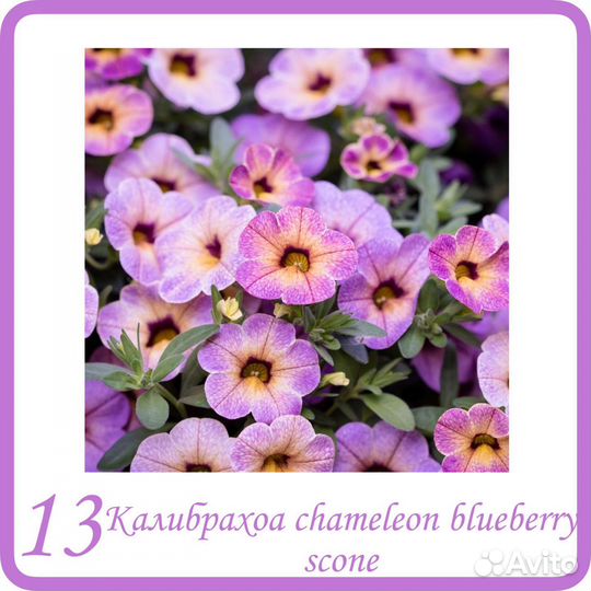 Калибрахоа