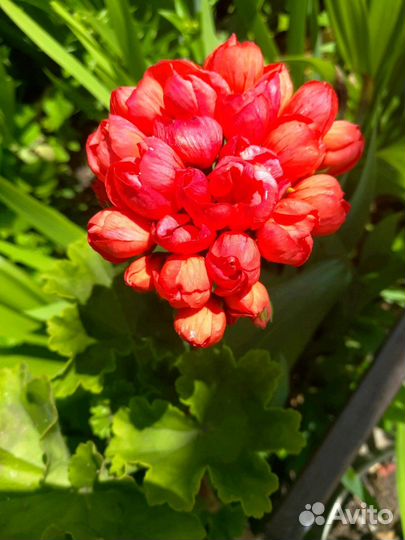 Герань, пеларгония