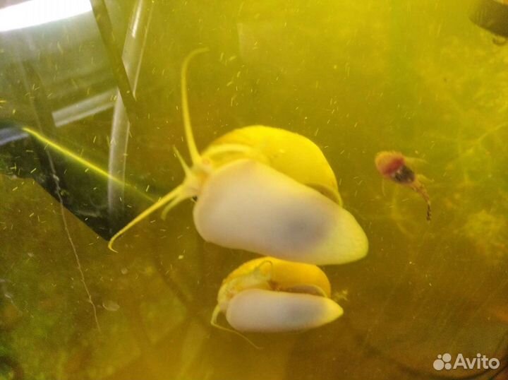 Улитки ампулярии