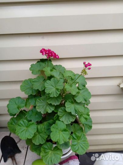 Пеларгония герань красная махровая