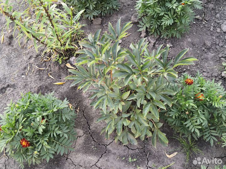 Пион розовый