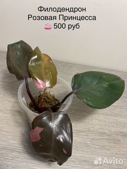 Цветочки - радость для души