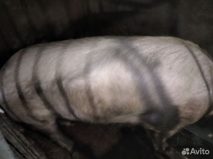 Продам хряка