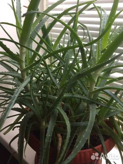 Продам комнатные растения