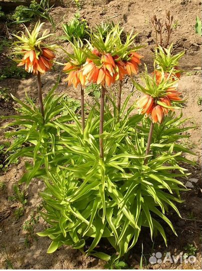 Луковицы рябчика императорского