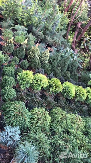 Кипарисовики колоновидные