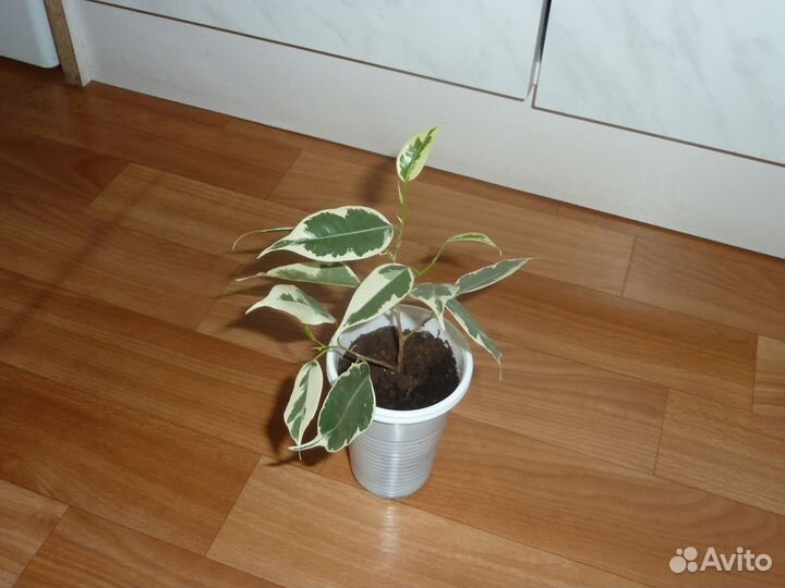 Фикус Бенджамина