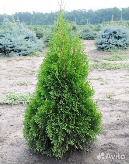 Туи 150 см