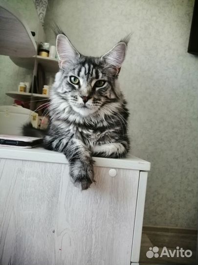 Кошка мейн - кун