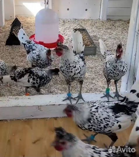 Куры Аппенцеллер Шпицхаубен инкубационное яйцо