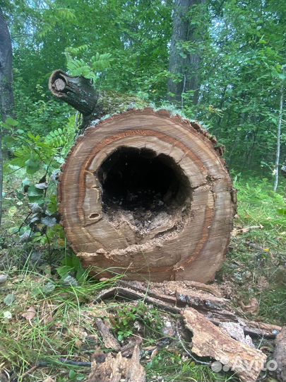 Дуб под дизайн