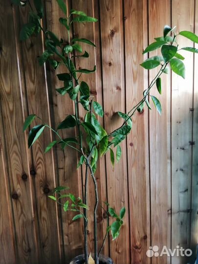 Лимон комнатный. Лимонное дерево