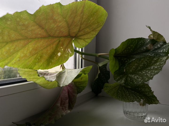 Фикус, бегония