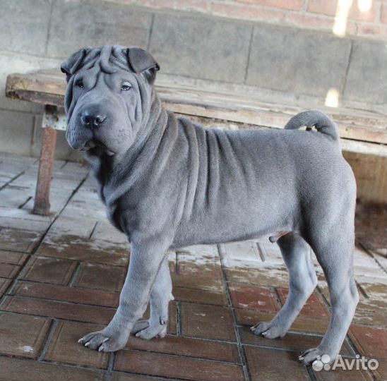 Шарпей щенки