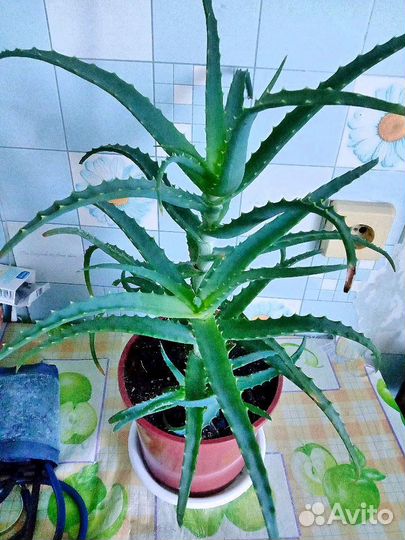 Алоэ лечебный