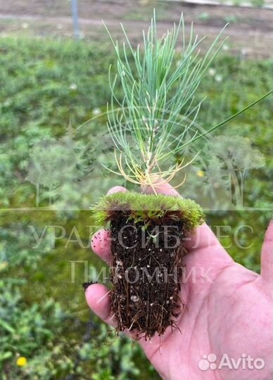 Лиственница Сибирская с зкс сеянцы