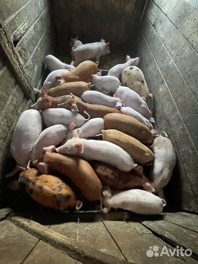 Поросята