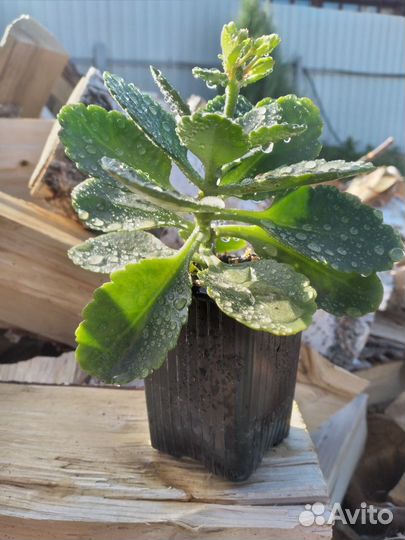 Комнатные растения цветы