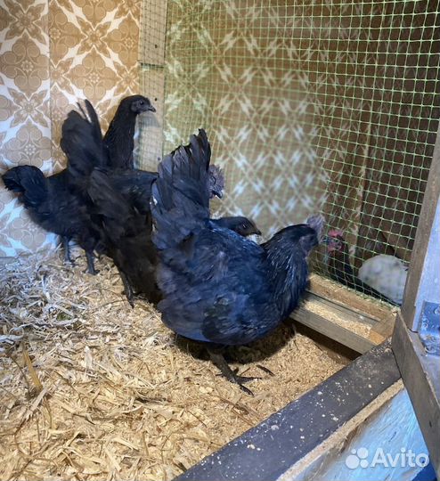 Инкубационное яйцо курицы Ухейилюй