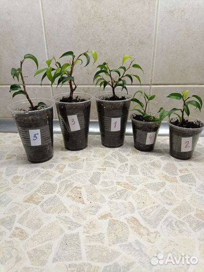 Фикус Бенджамина Наташа