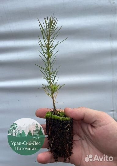 Сосна зкс окс сеянцы Ель Лиственница Голуб Горная