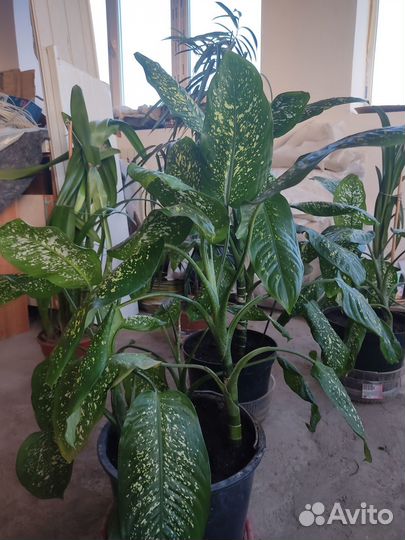 Диффенбахия