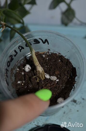 Неоасольмитра. Каудексное растение