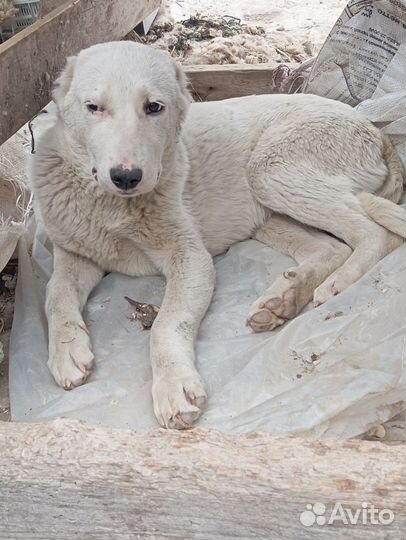 Продам алабай