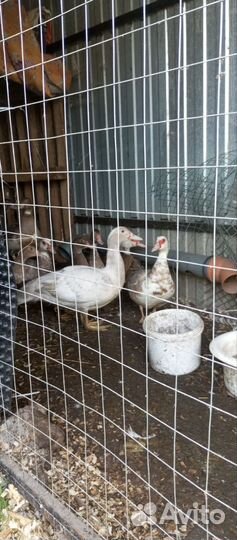 Мускусные утки