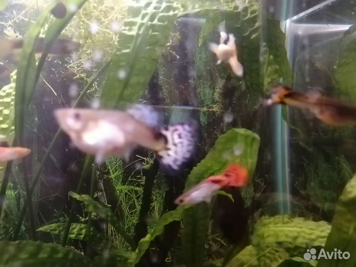Рыбки гуппи
