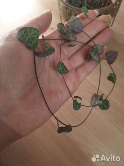 Церопегия вуду, сингониумы, фикусы