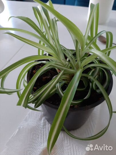 Хлорофитум кудрявый бонни