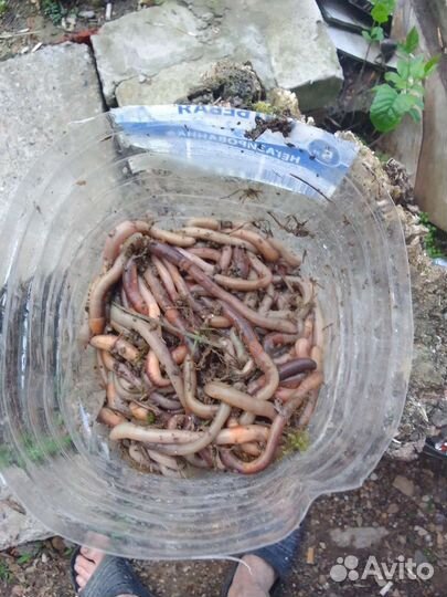 Черви, выползки