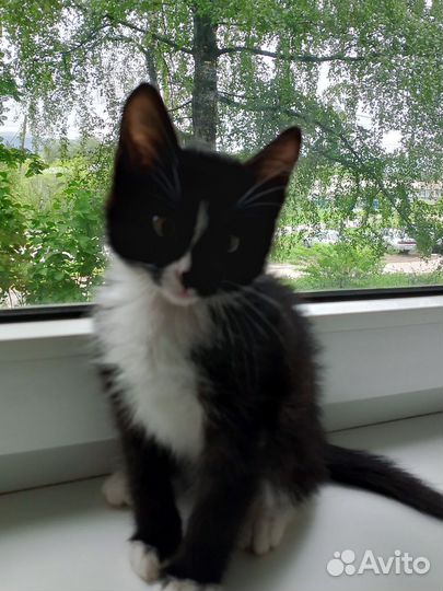 Котенок 1.5 месяца