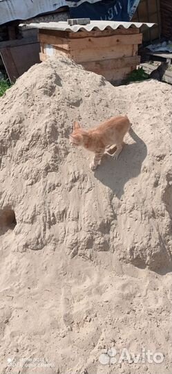 Кошки в добрые руки