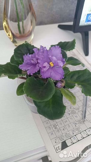 Цветущие фиалки, гибискус (детка)