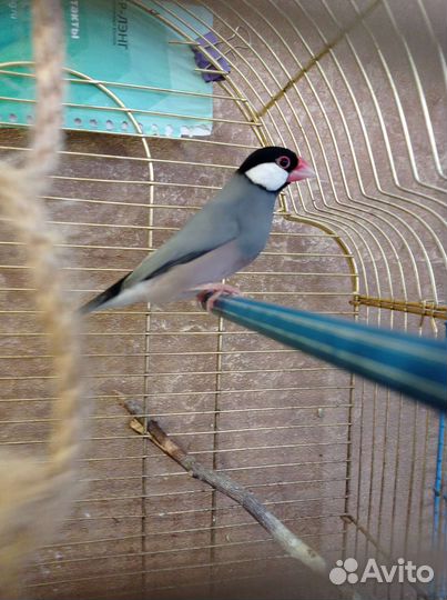 Попугай Боурка