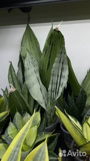 Сансевиерия сортовая коллекционные сорта