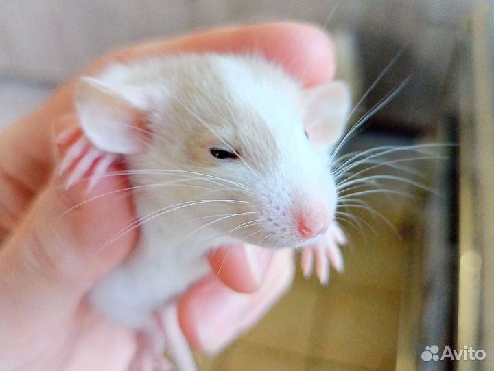 Крыса, крысята